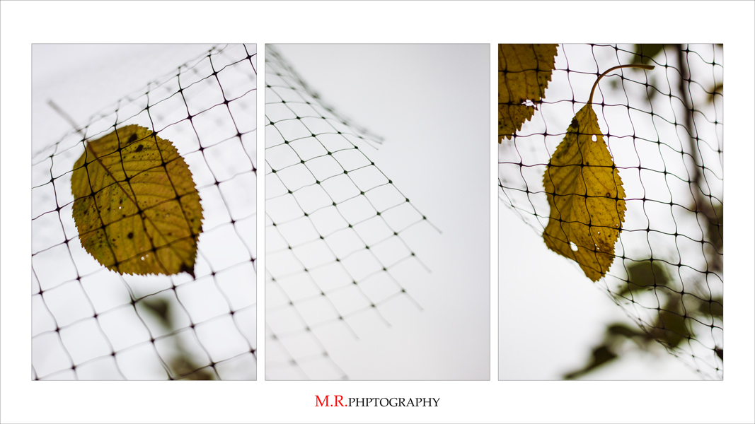 ::: Il Mio Autunno :::