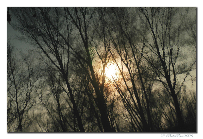 Alberi allo Specchio