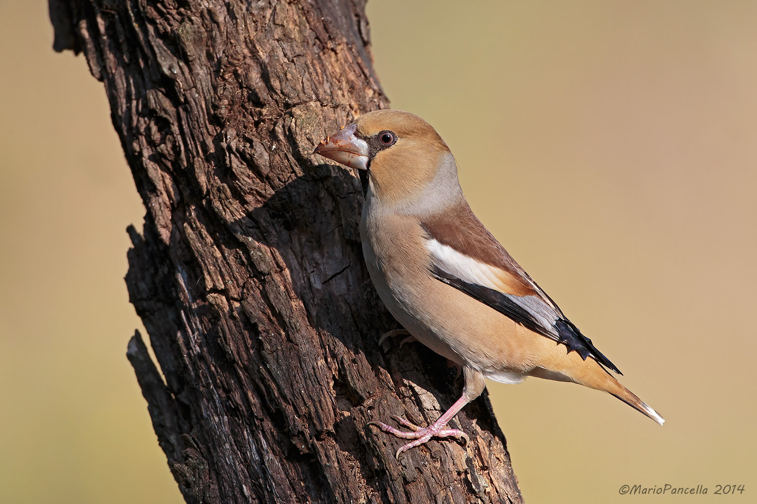 frosone comune (Coccothraustes coccothraustes)