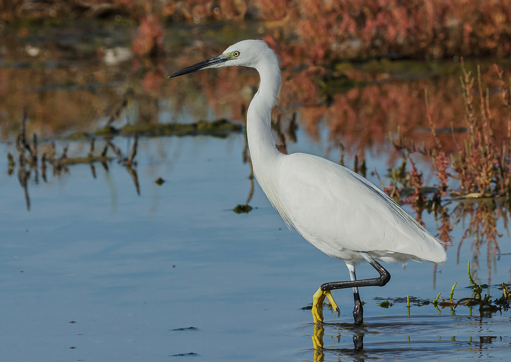Egretta Garzetta...