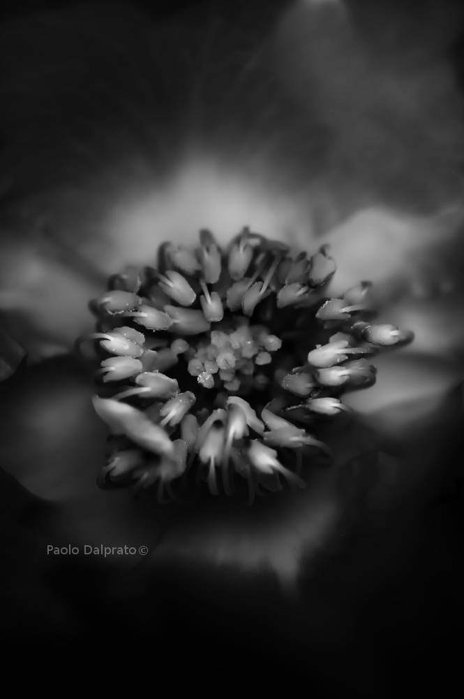 Non faccio foto di fiori