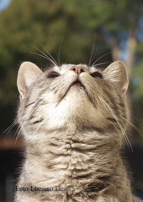 Che ci sar� lass�?