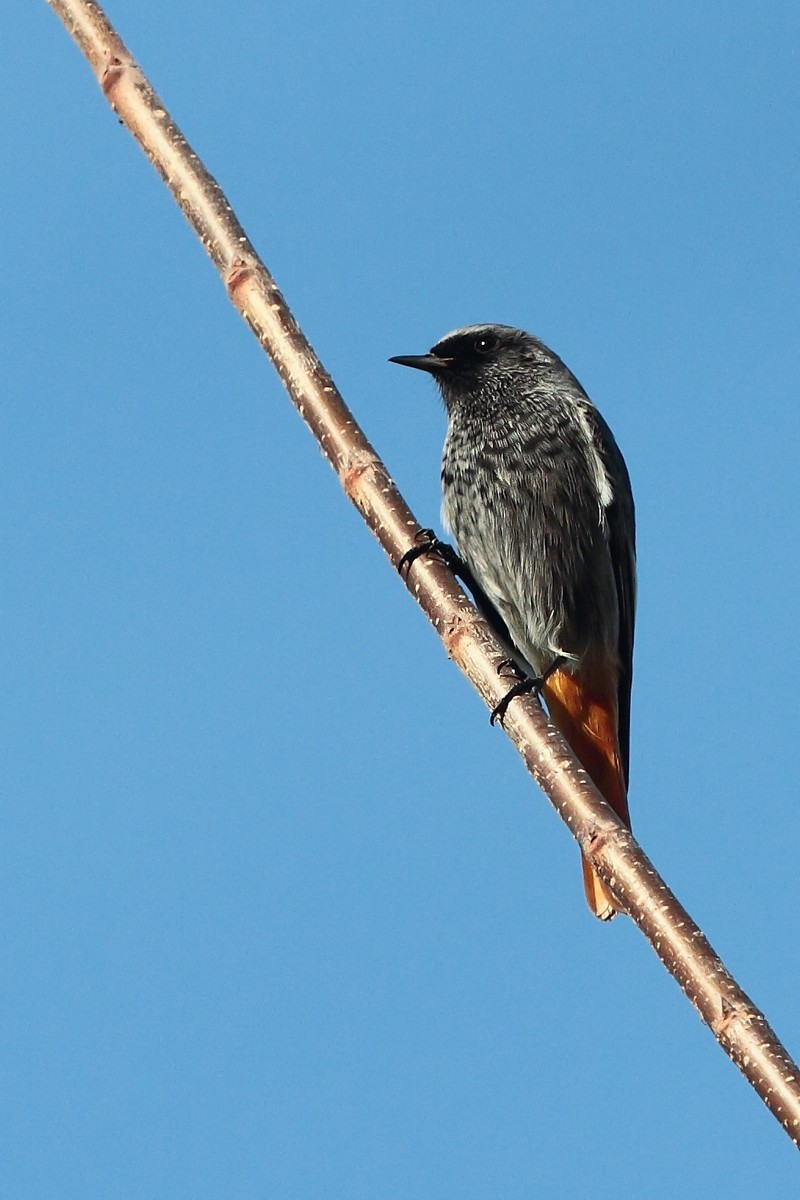 Codirosso spazzacamino