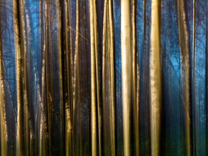 Contest 83 - Alberi, 14�