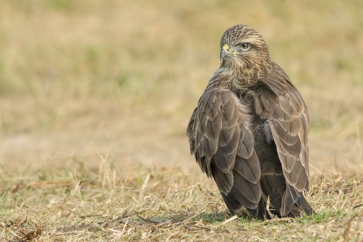 Poiana (Buteo buteo)