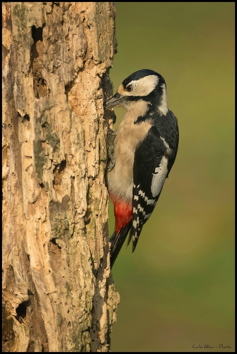 Picchio Rosso Maggiore