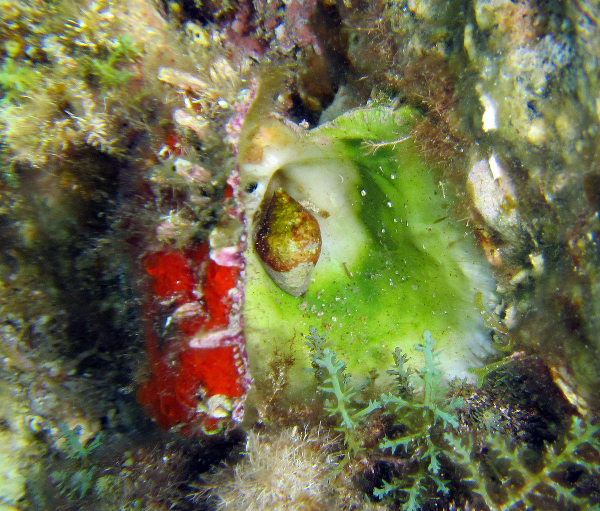 La nascita di Venere