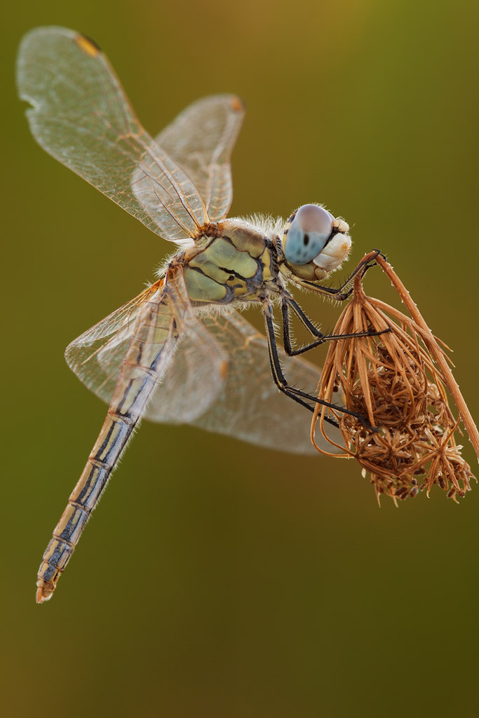 Sympetrum fonscolombii