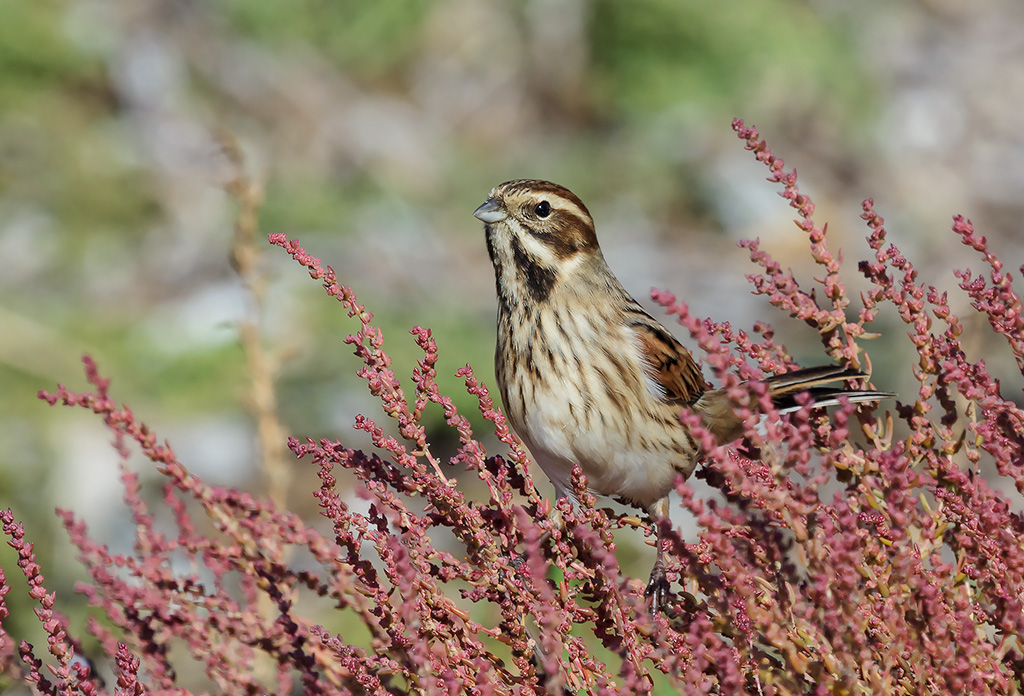 Migliarino di palude...