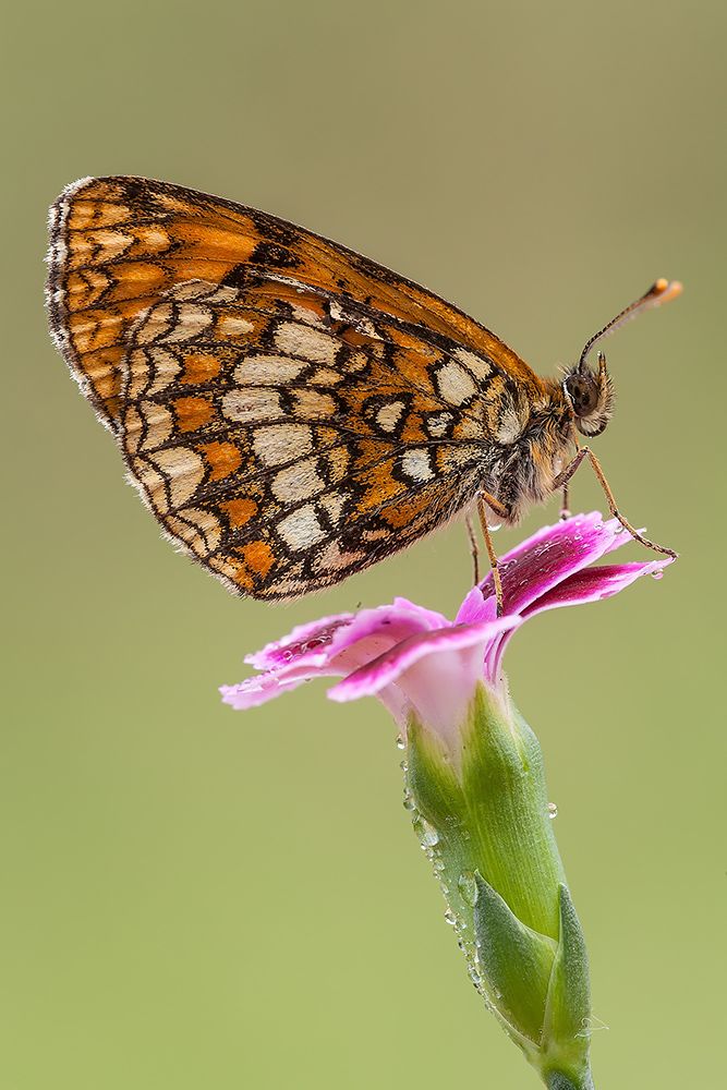 Melitaea phoebe