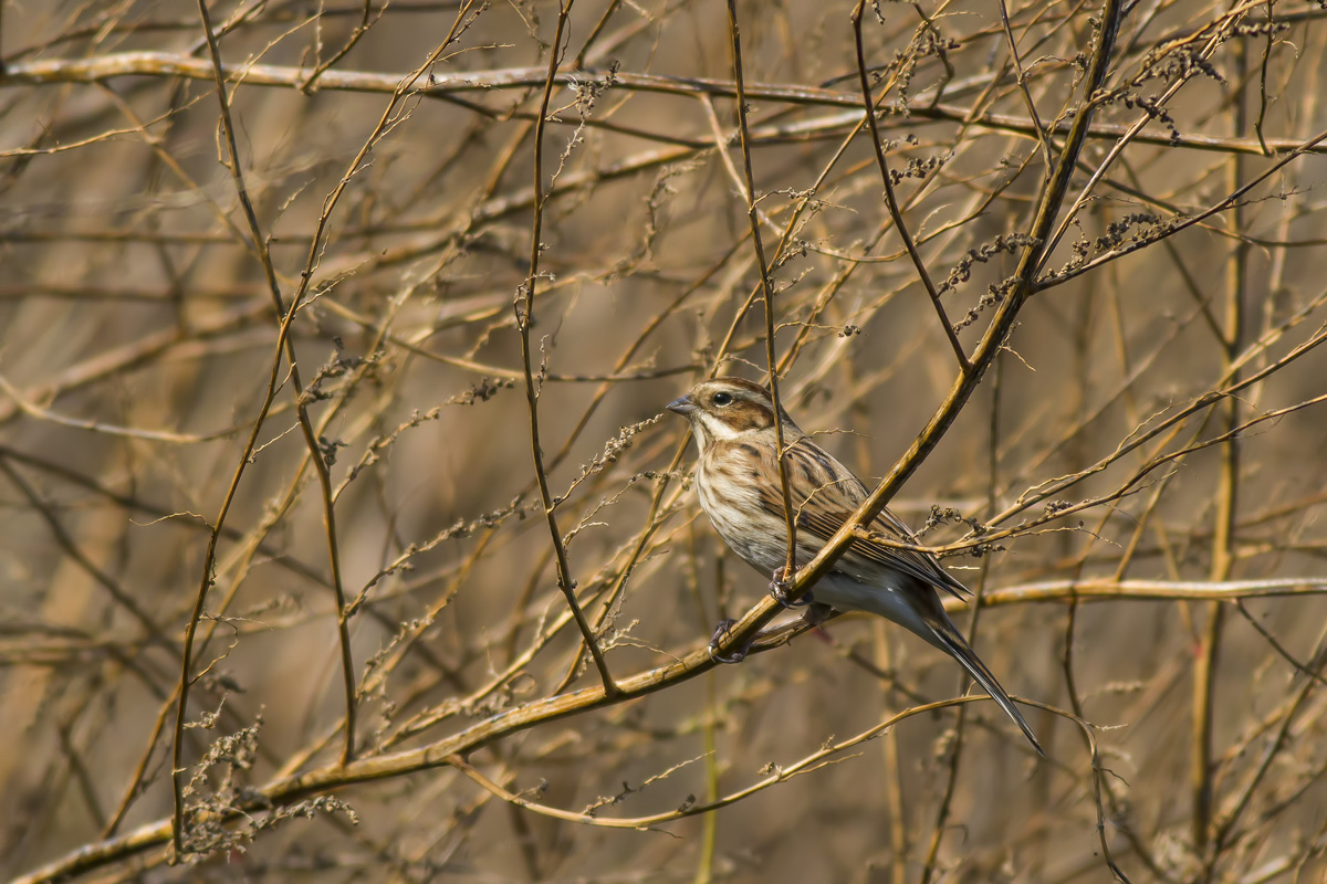 migliarino di palude