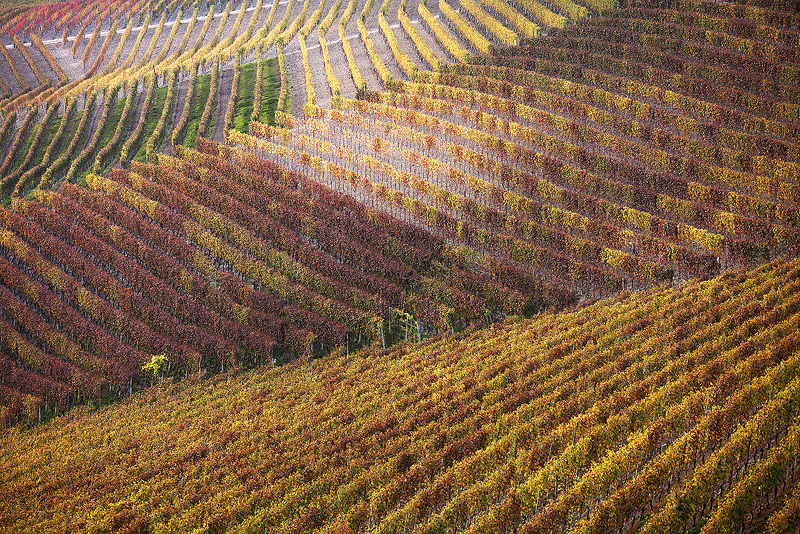 Disegnando con le vigne