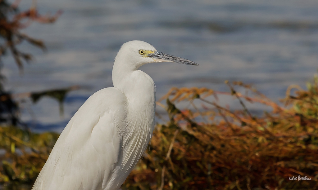 Ritratto di Garzetta...