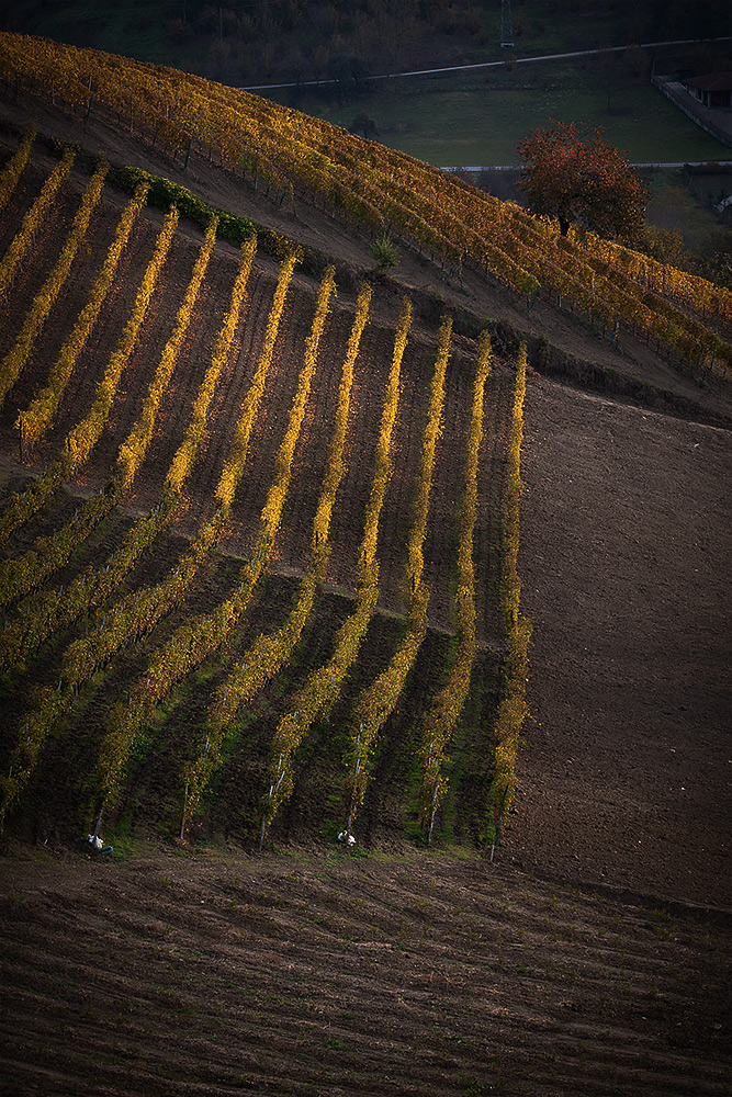 ... Autunno nelle Langhe ...
