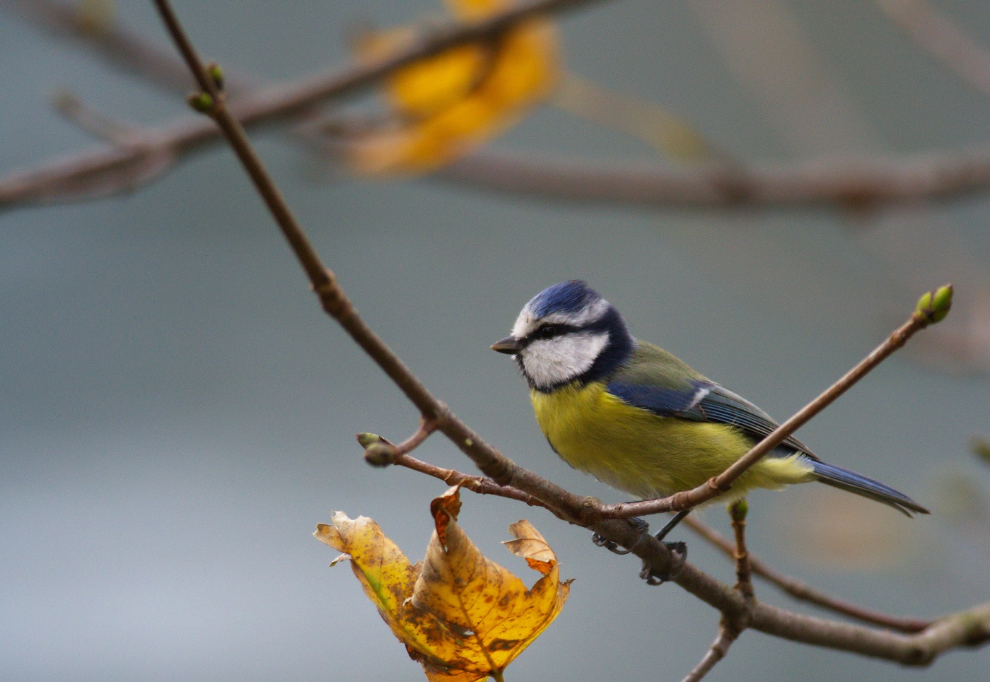 cinciarella (cyanistes caeruleus)