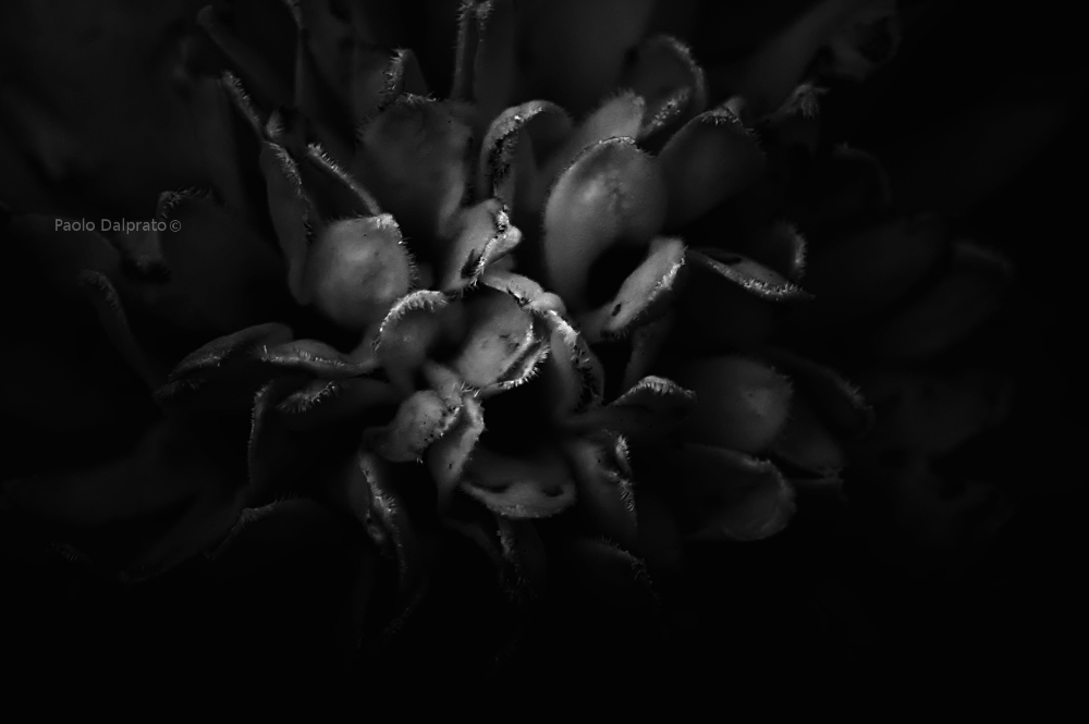 Non faccio foto di fiori