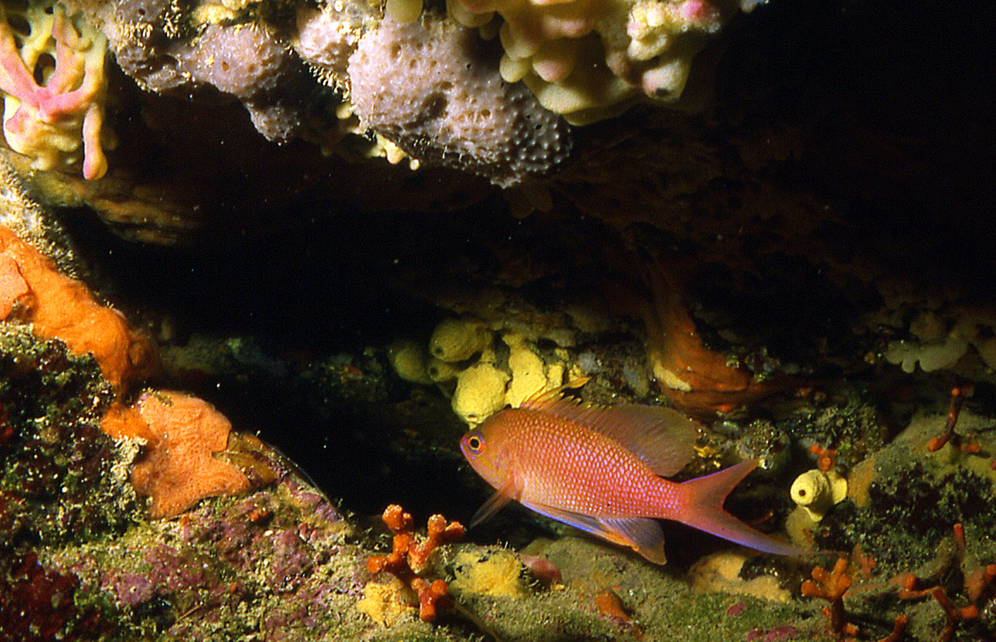 Anthias anthias... (c'est moi)