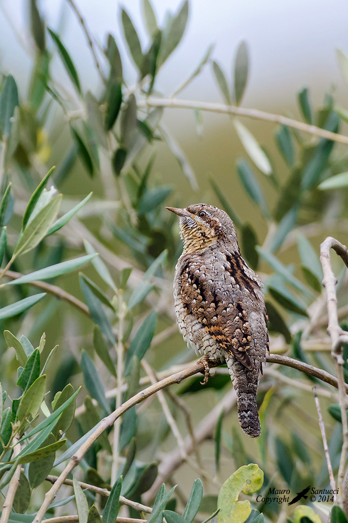 Torcicollo_2...l'altro lato