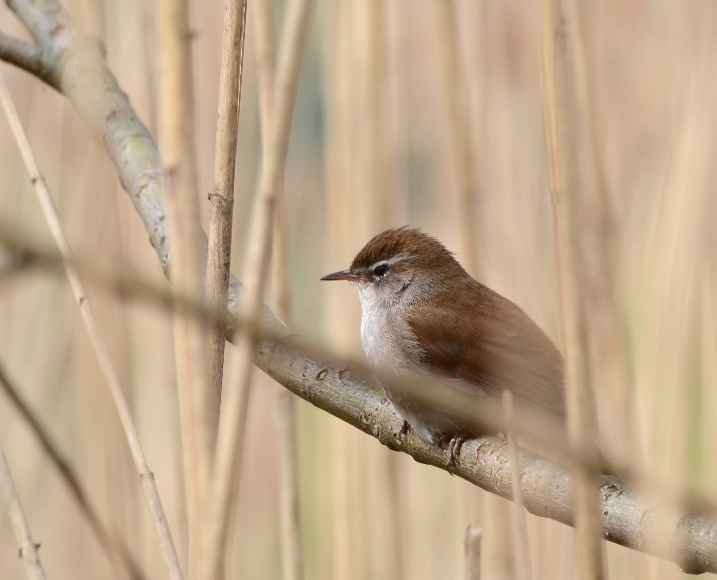 usignolo di fiume (cettia cetti)