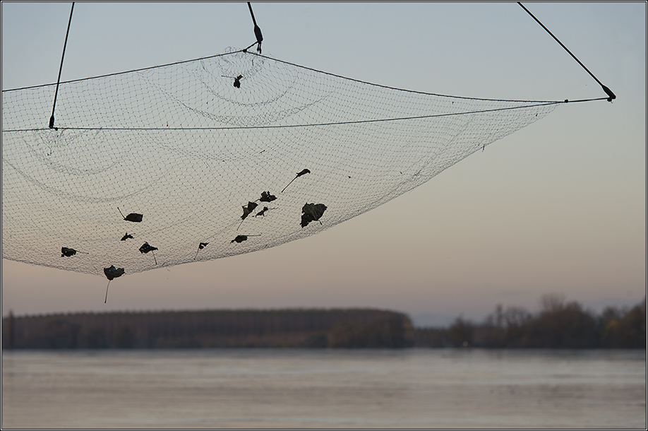 Dove gli alberi piangono (Cit. Francesco Ercolano)