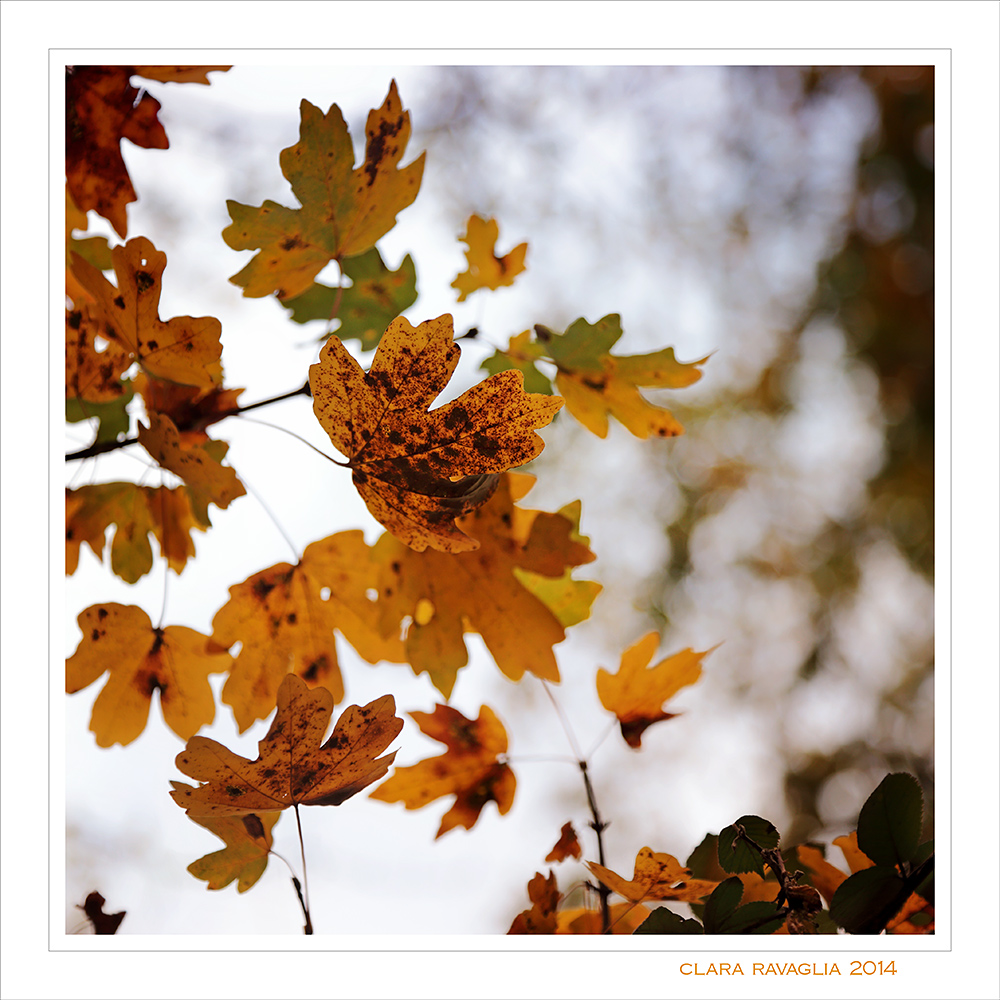 La metamorfosi...dei colori