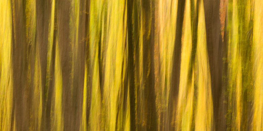 Lonely Day - Parco Nazionale della Sila