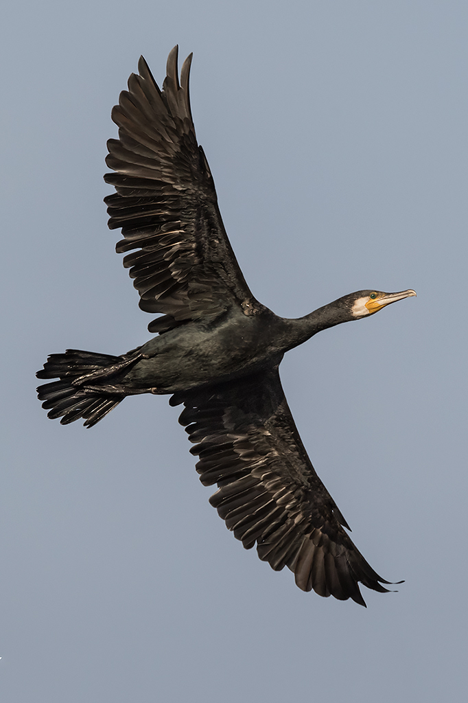 Nero come la pece...