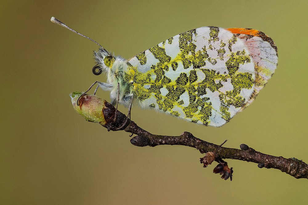 Anthocharis cardamines