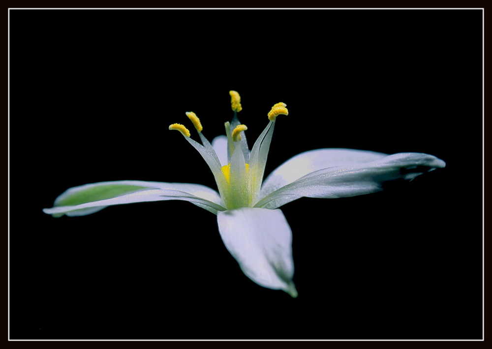 Ornithogalum umbellatum 2