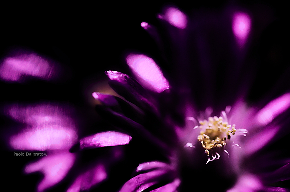 Non faccio foto di fiori