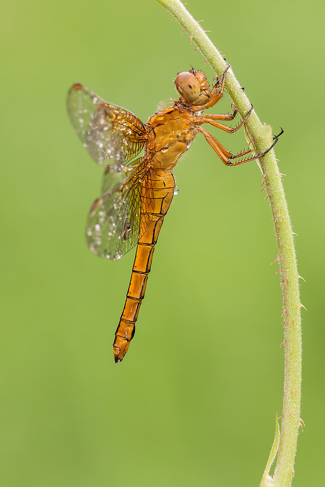 Orthetrum coerulescens