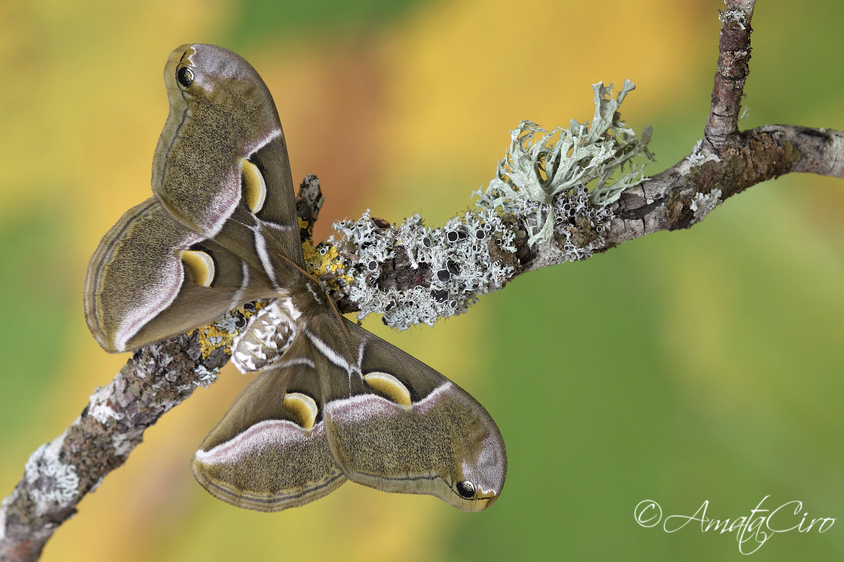 Samia ricini (Donovan, 1798)