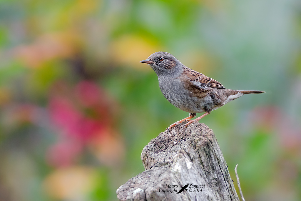 Passera scopaiola_Prunella Modularis
