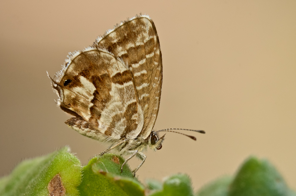 Cacyreus marshally