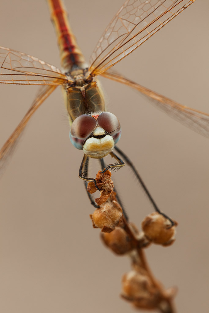 Sympetrum fonscolombii