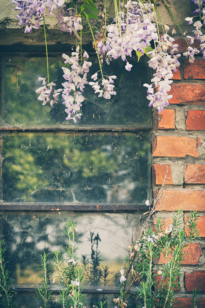 La finestra che profumava di glicine e rosmarino
