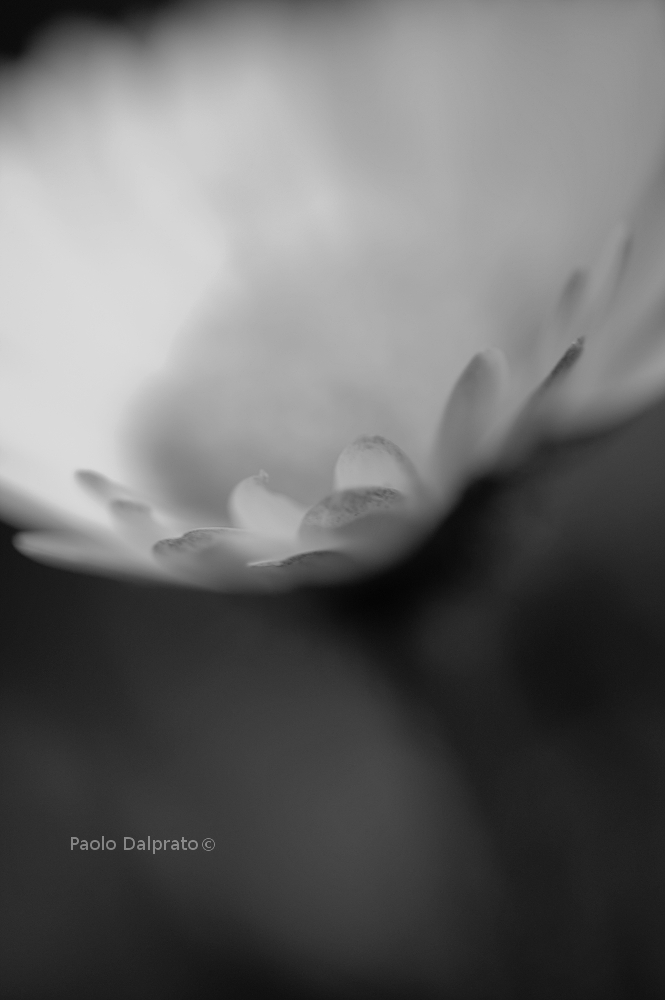 Non faccio foto di fiori