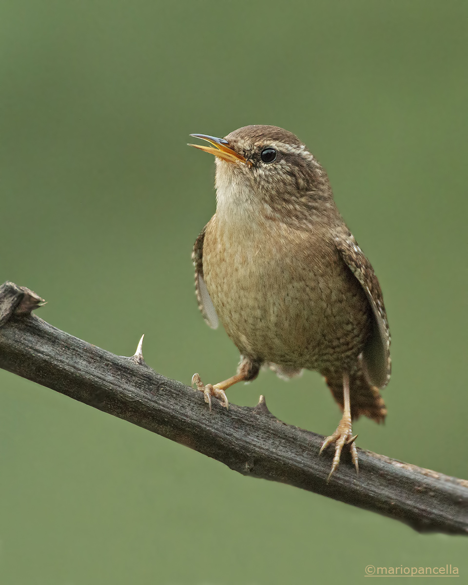 Scricciolo canterino