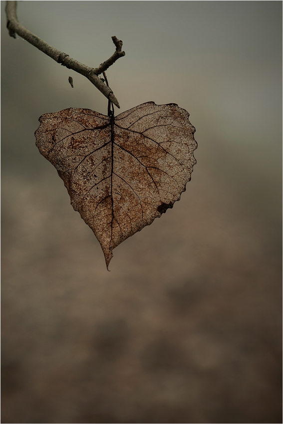 Cuore d'autunno...