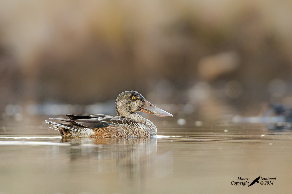 Mestolone maschio in eclisse