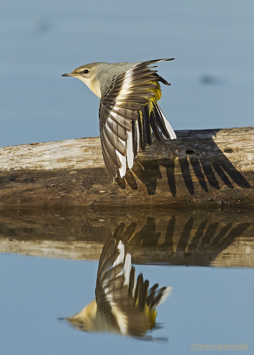 Ballerina gialla in stretching