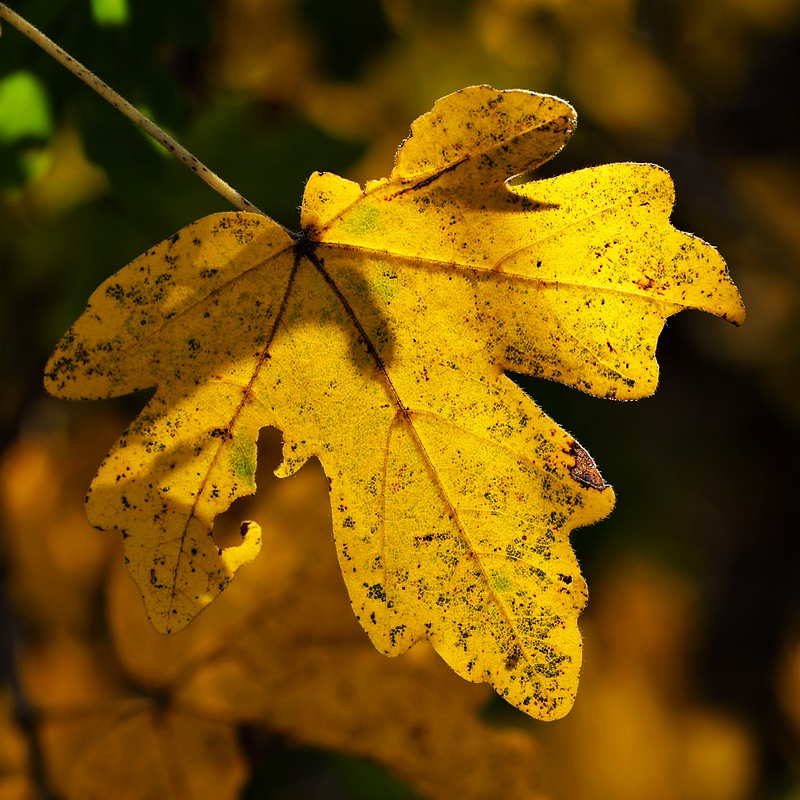 contest macro senza insetti.