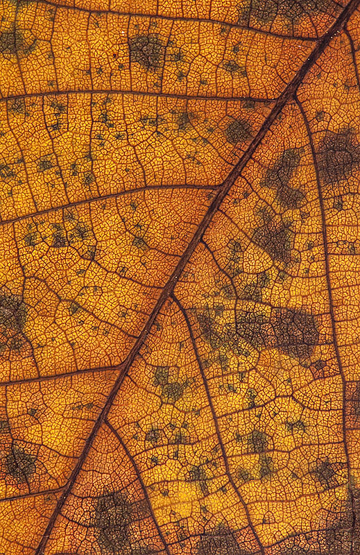 Contest Macro senza insetti - Arterie