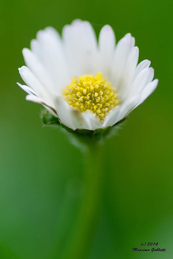 last daisy