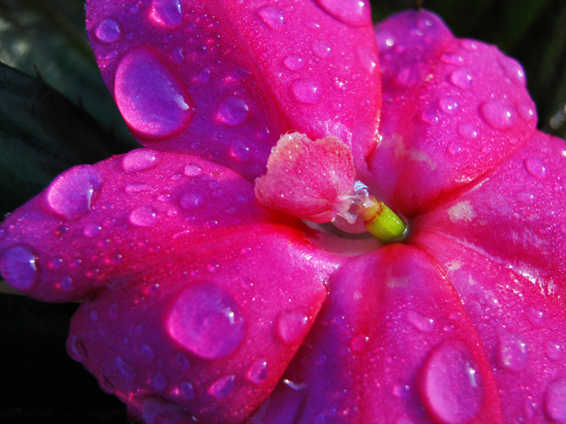 fuchsia, che passione!