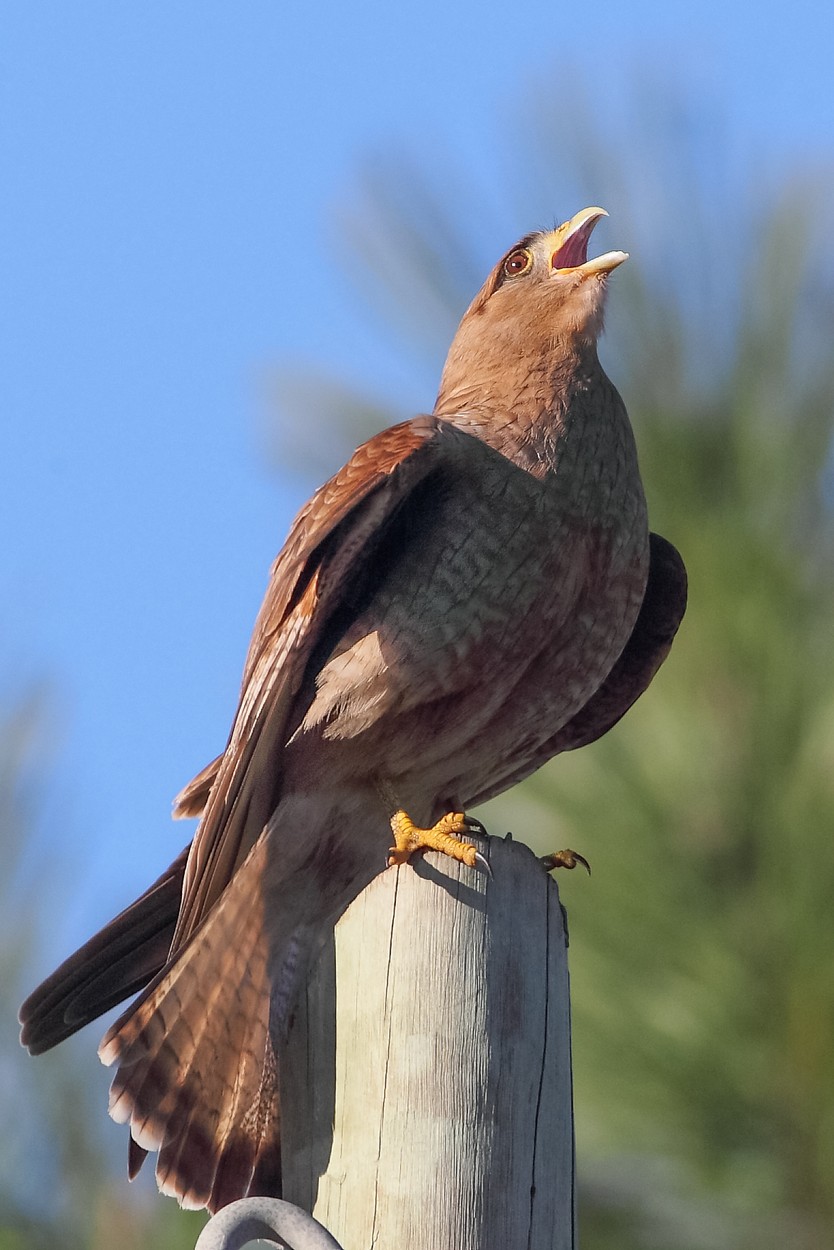 Chimango (Milvago chimango)