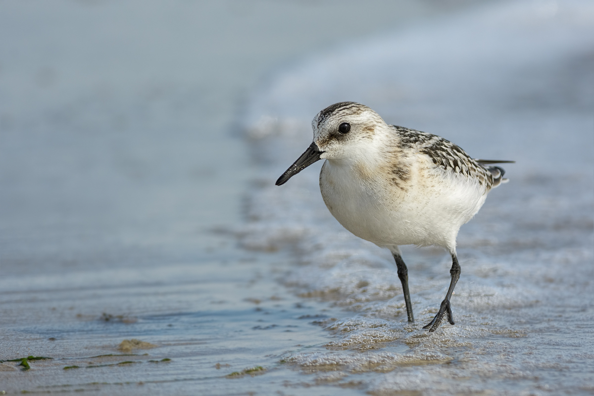 Piovanello tridattilo (Calidris alba)
