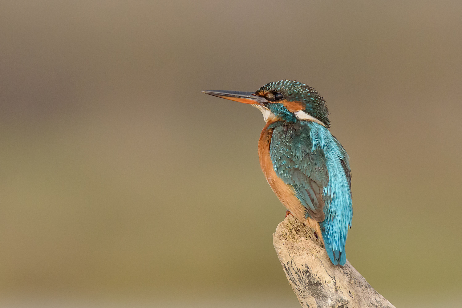 Contest 403 - Free4u