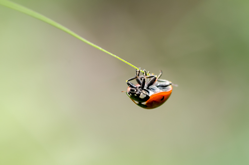 attento che cado (contest free4u)