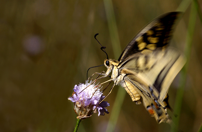 papilio machaon (battito d'ali)